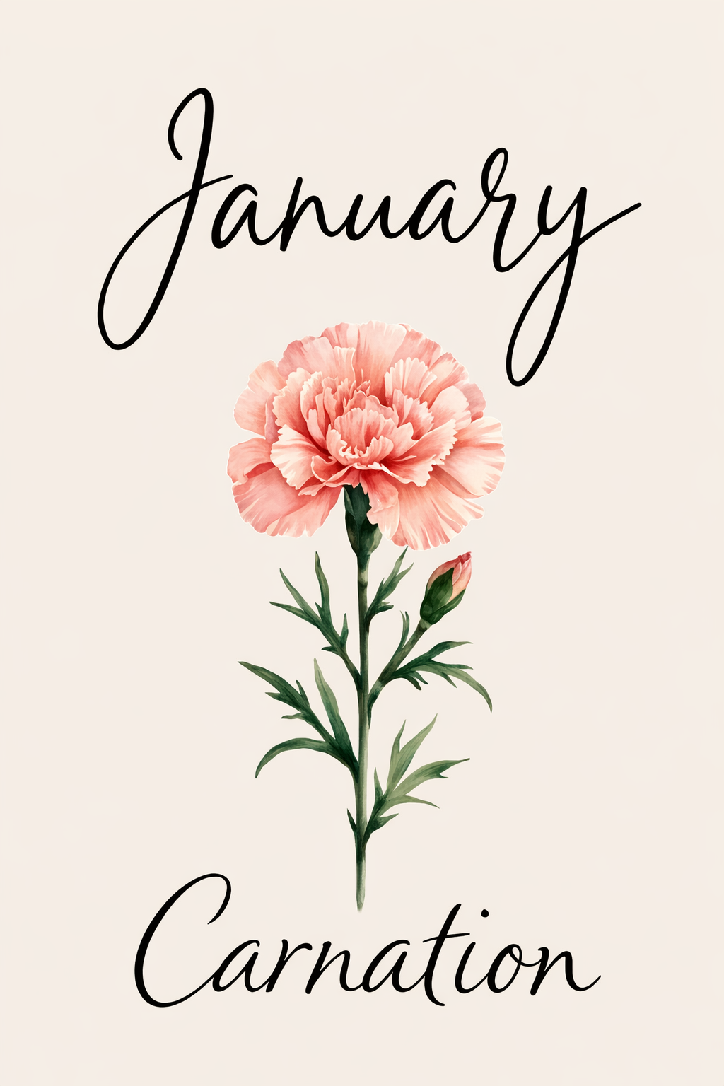 January's Carnation