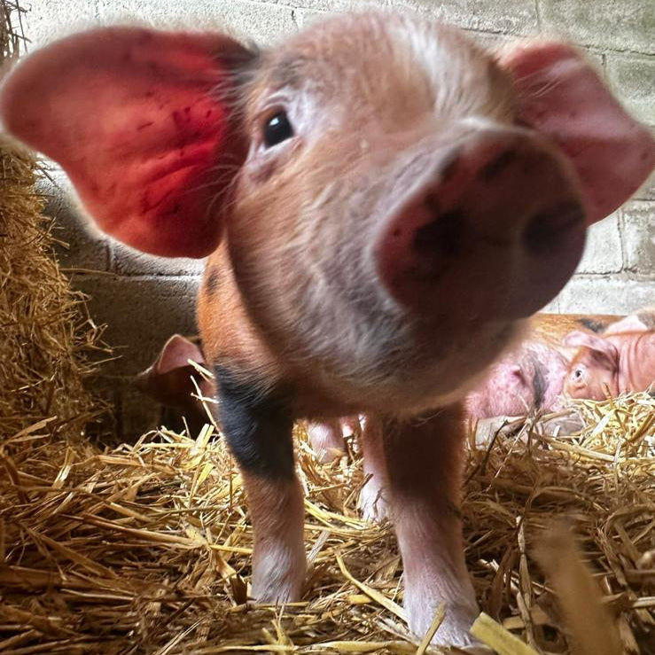 PIGGY'S