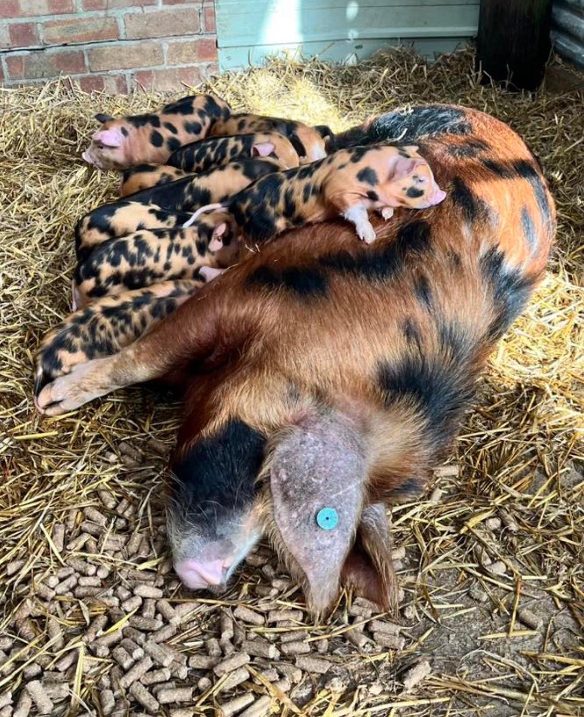 PIGGY'S